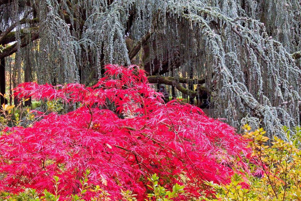 autumn tree in the park