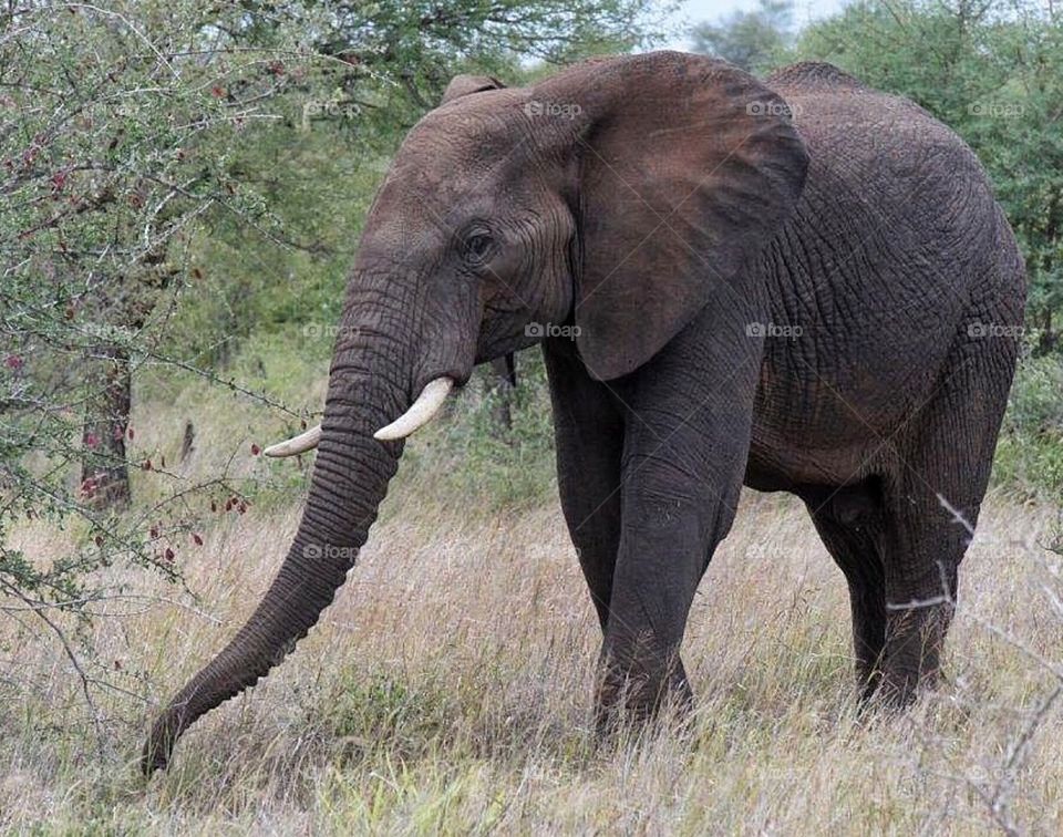 elephant