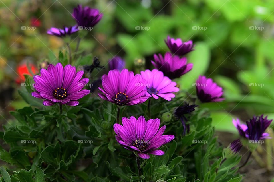 Close-up of purple flowers