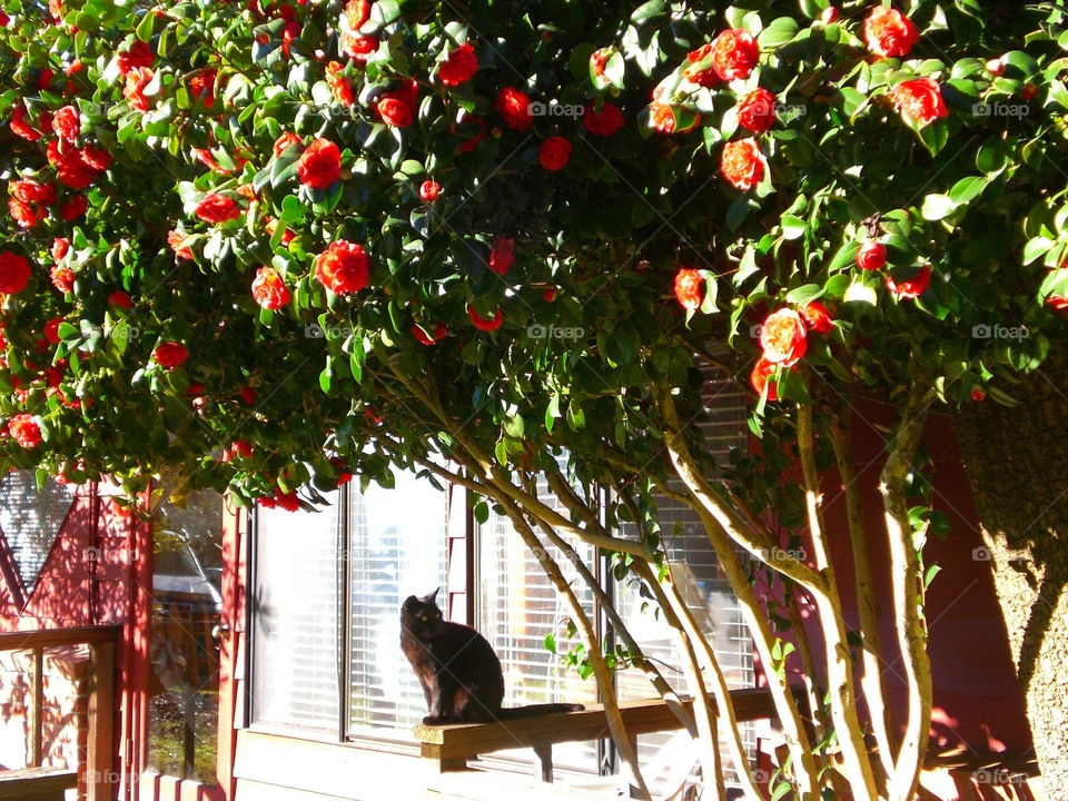 flowers trees cat window by robin724