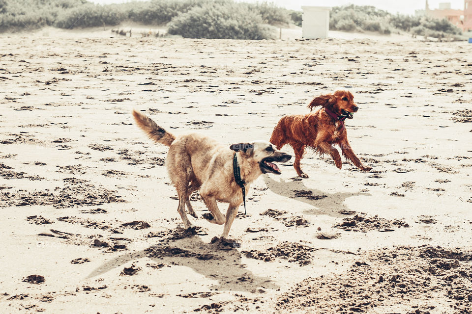 disfrutando la playa