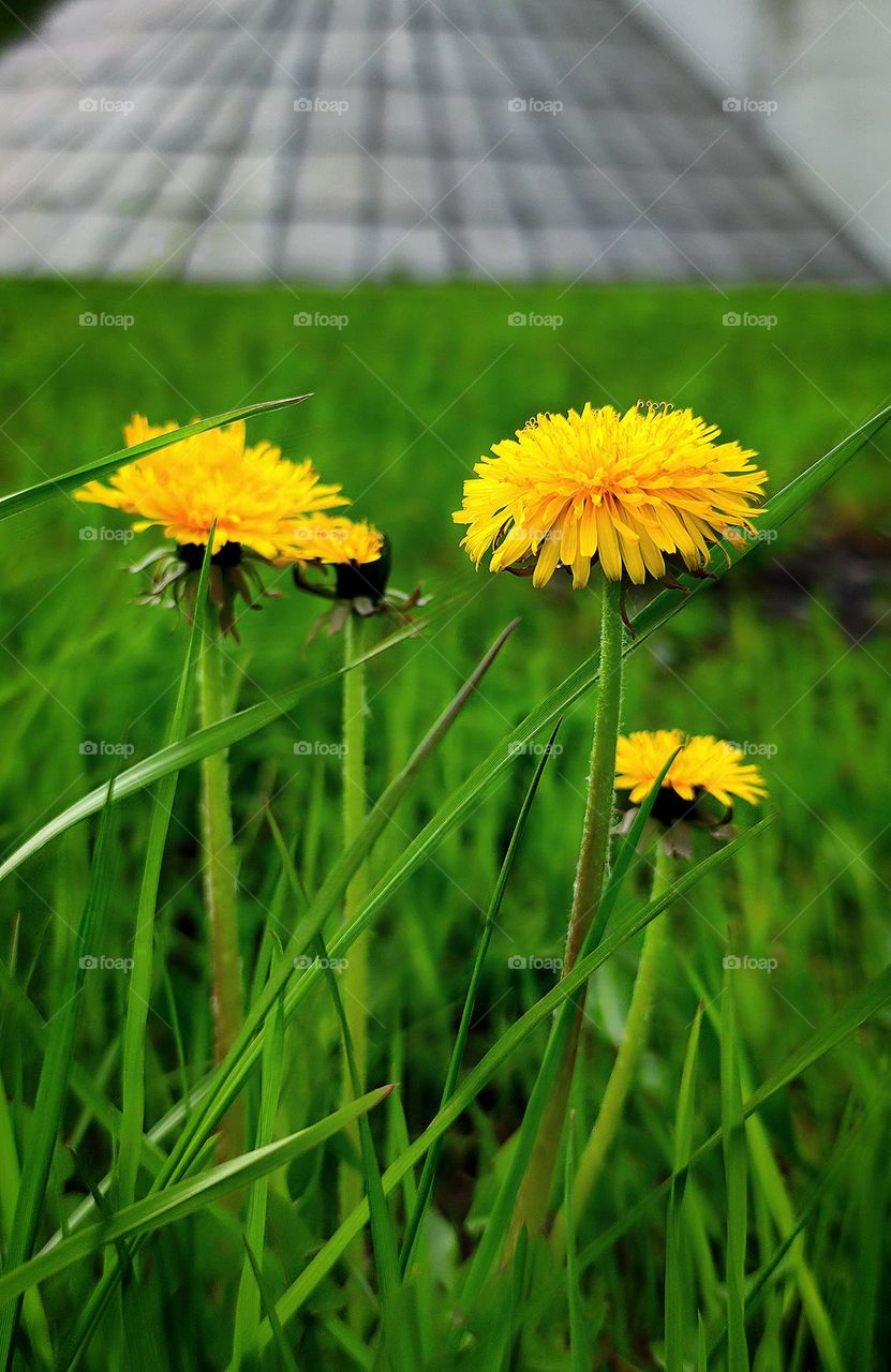 View from the ground.  Green grass and yellow dandelions on the background of the bridge support