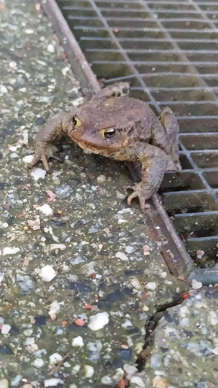 toad