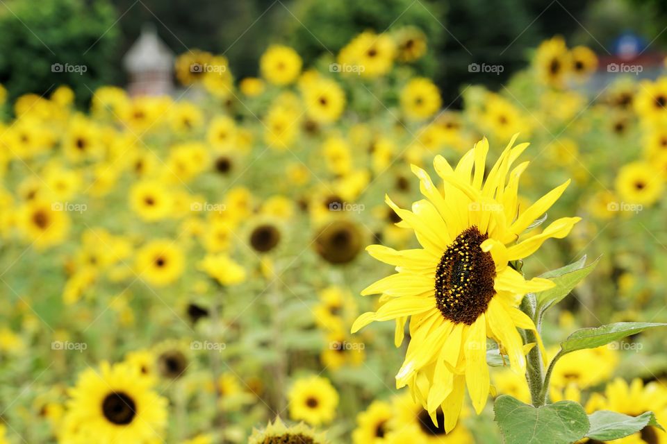 Brilliant Sunflowers 
