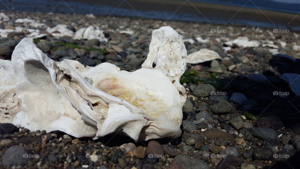 Oyster Shells