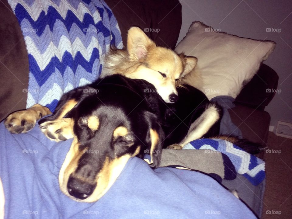 hound is a good pillow
