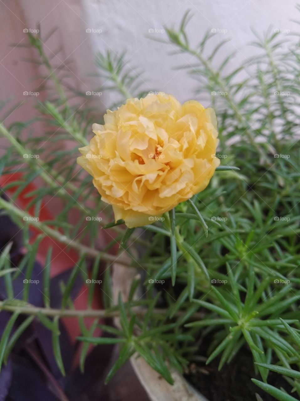 yellow flower bud shurb small in size fresh seasonal looking very beautiful generally found everywhere fresh seasonal