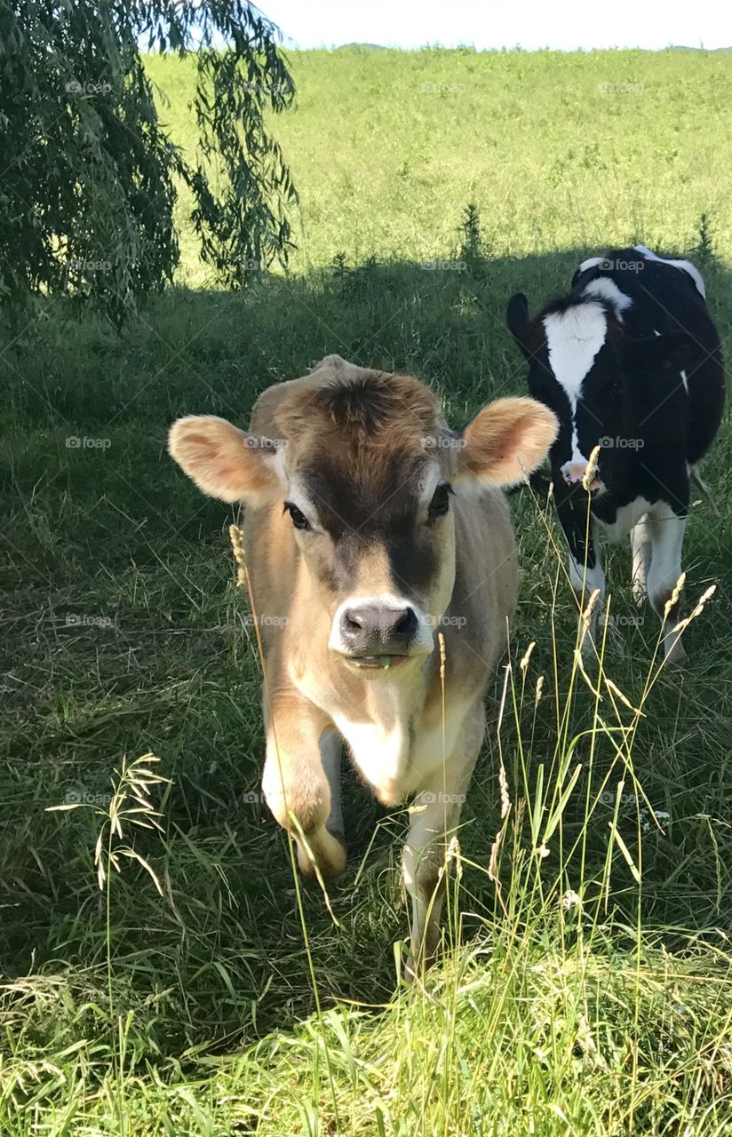 Westport New York cows