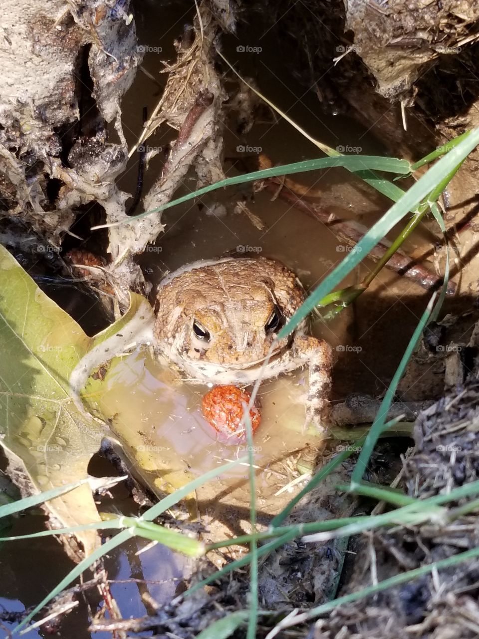 Hello, says the toad