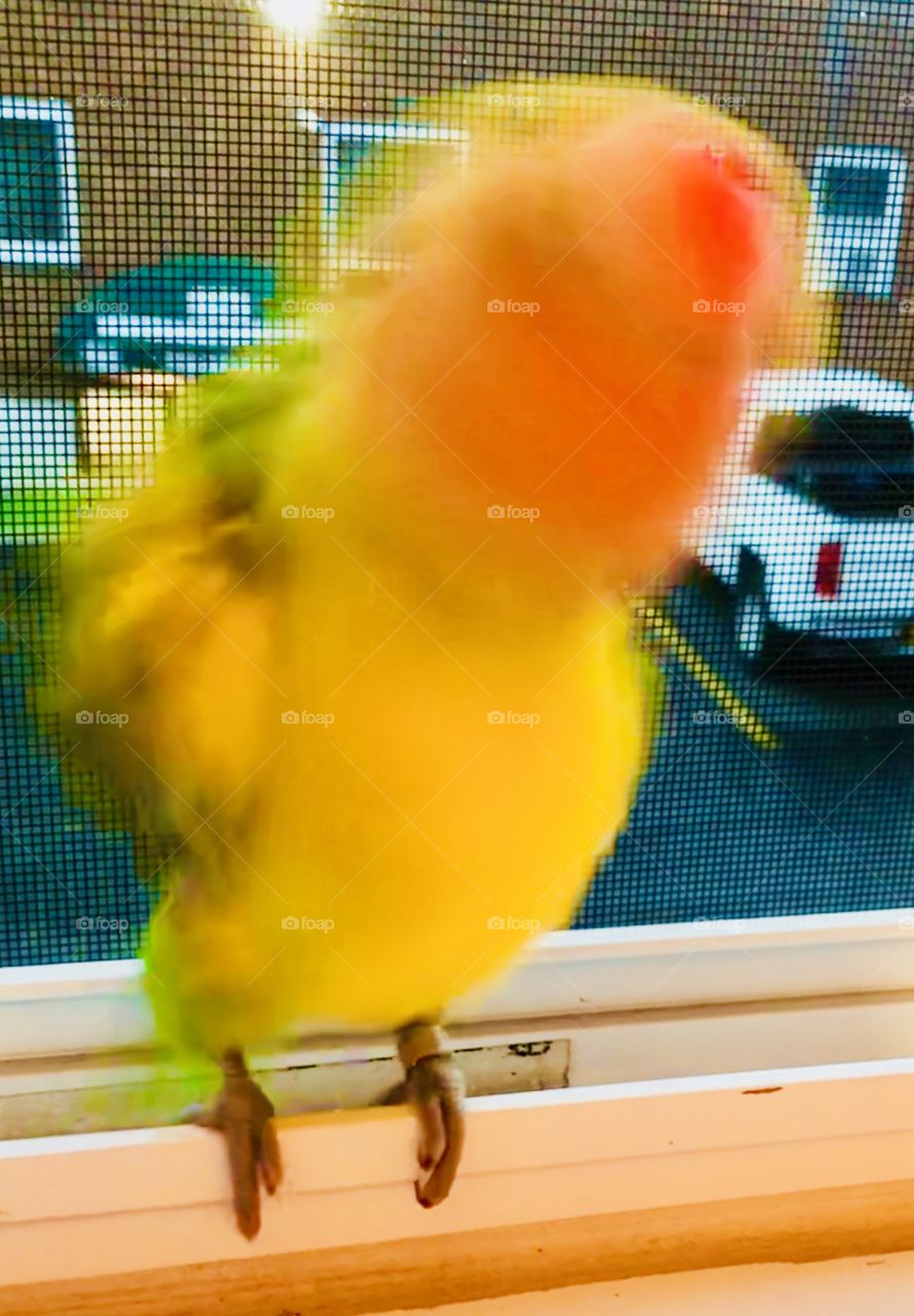 Bird fluffing feathers 🐥