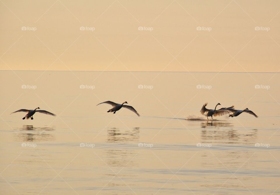 Bird, Water, Wildlife, Waterfowl, Pelican