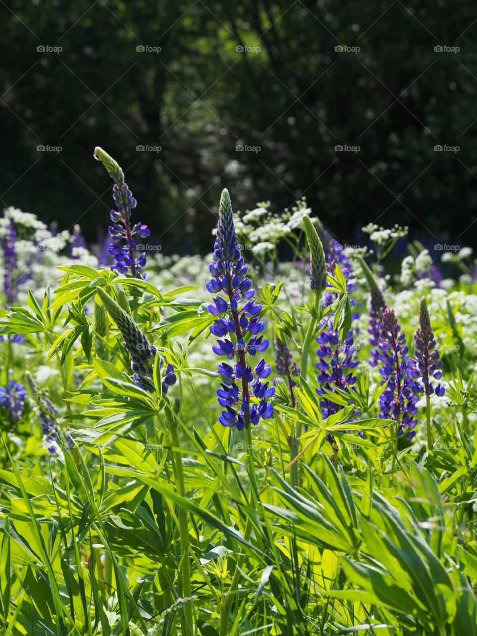 Summer in the meadow