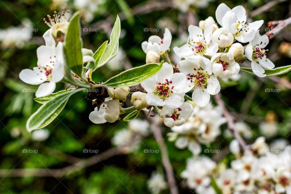 Spring