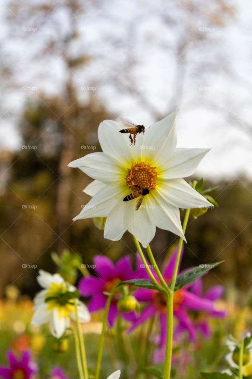 Honeybees quenching from the flower