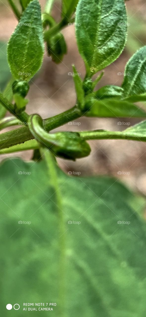 Green chilli buds
