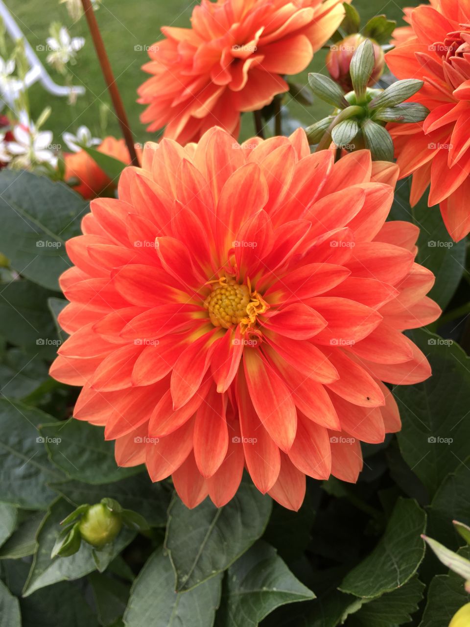 Orange dahlia