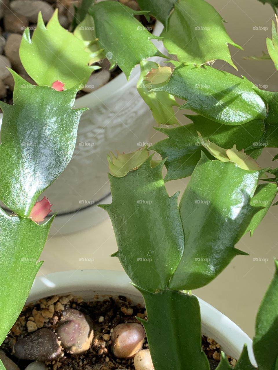 Christmas Cactus