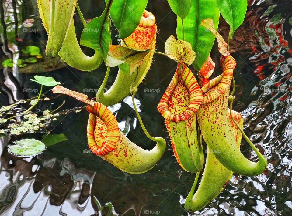 Tropical Pitcher Plant. Tropical Jungle Pitcher Plant
