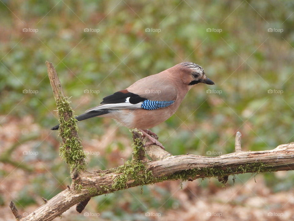 A Jay on a branch 