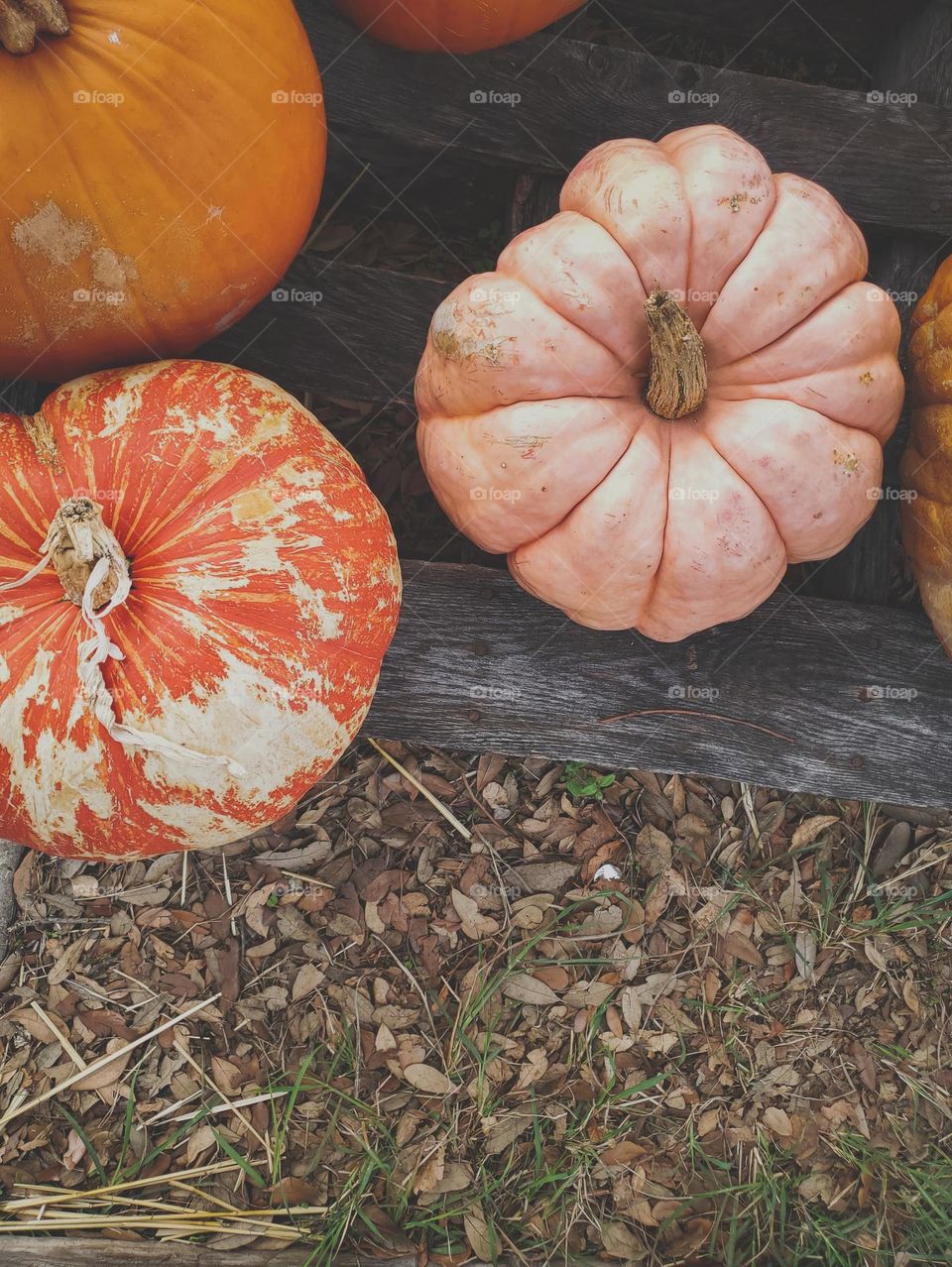 Pumpkins of all shapes, colors, sizes and textures.