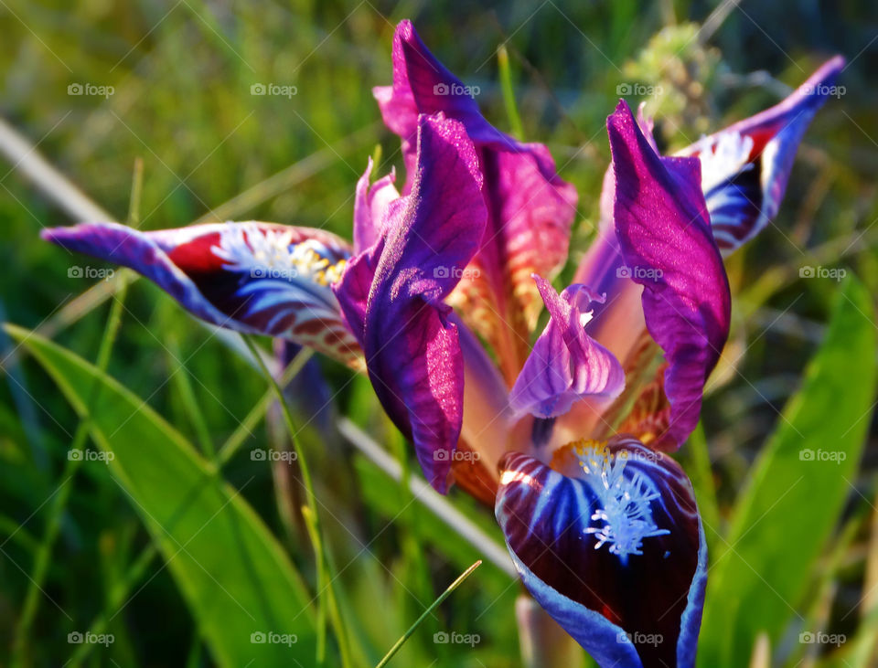 Wild flowers