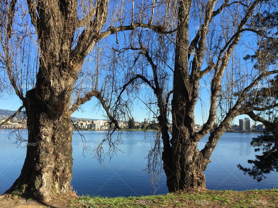 Decaying trees by the lake 