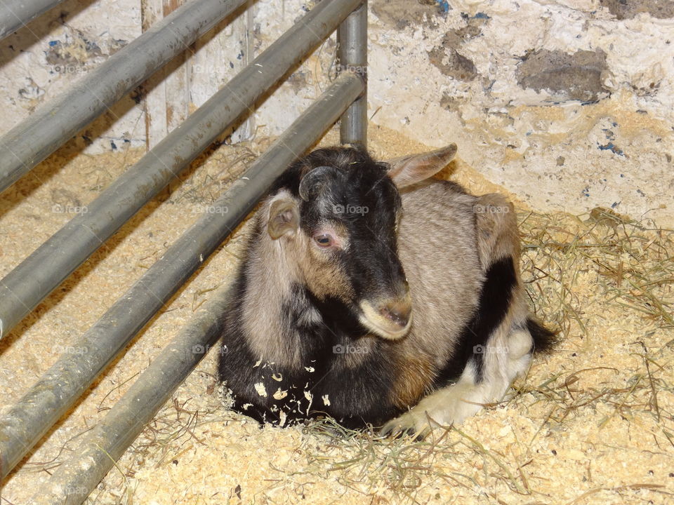 Goat, on a farm in Michigan. . A goat. On a farm, in MI. 