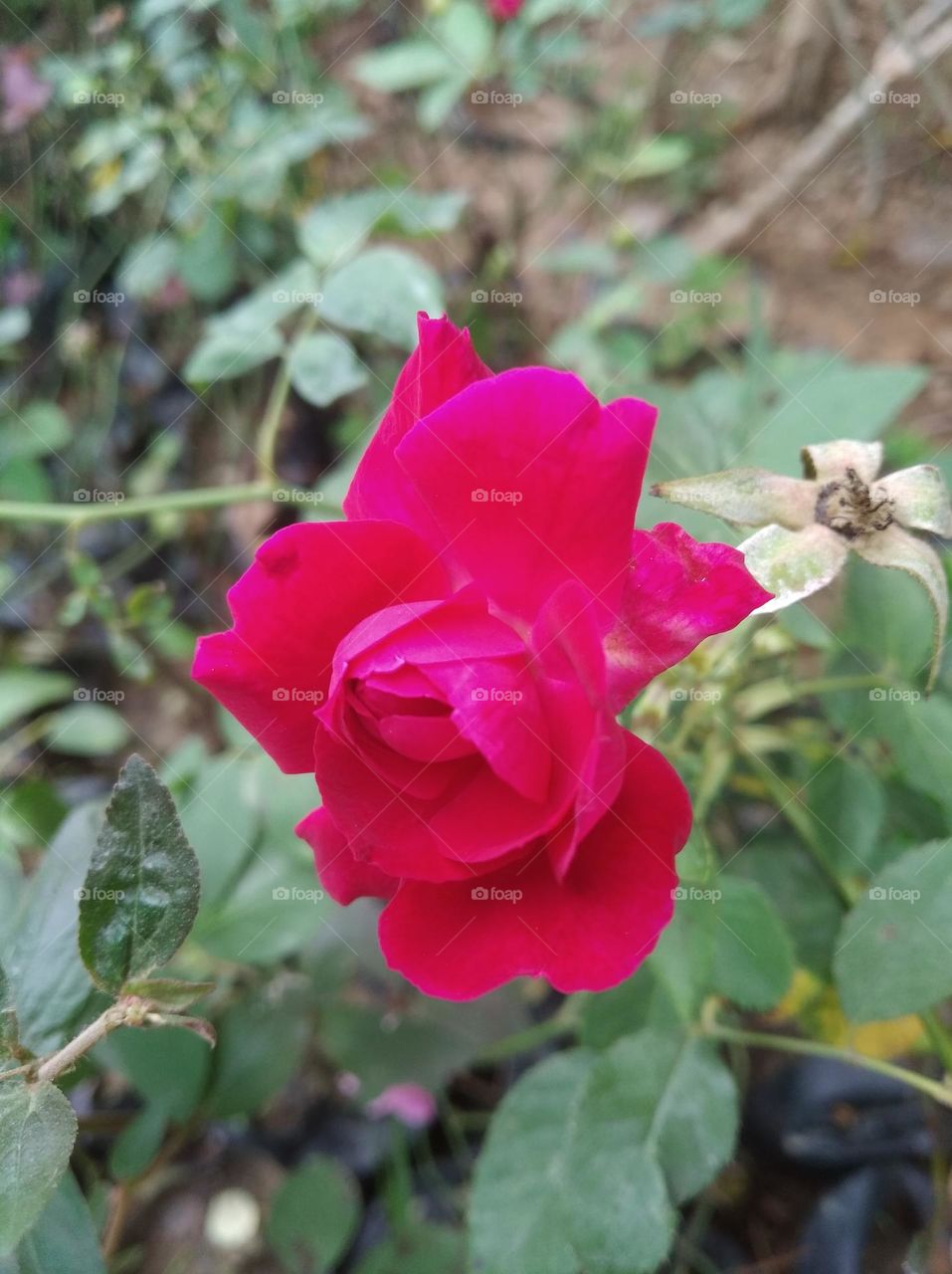 rose pink flower seasonal fresh shurb small size looks very beautiful generally found everywhere