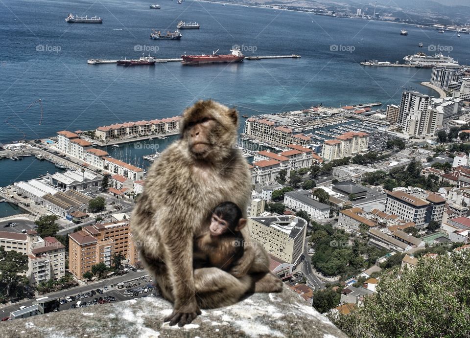 Mother and baby Barbary Macaques, Gibraltar . Mother and baby Barbary Macaques, Gibraltar 