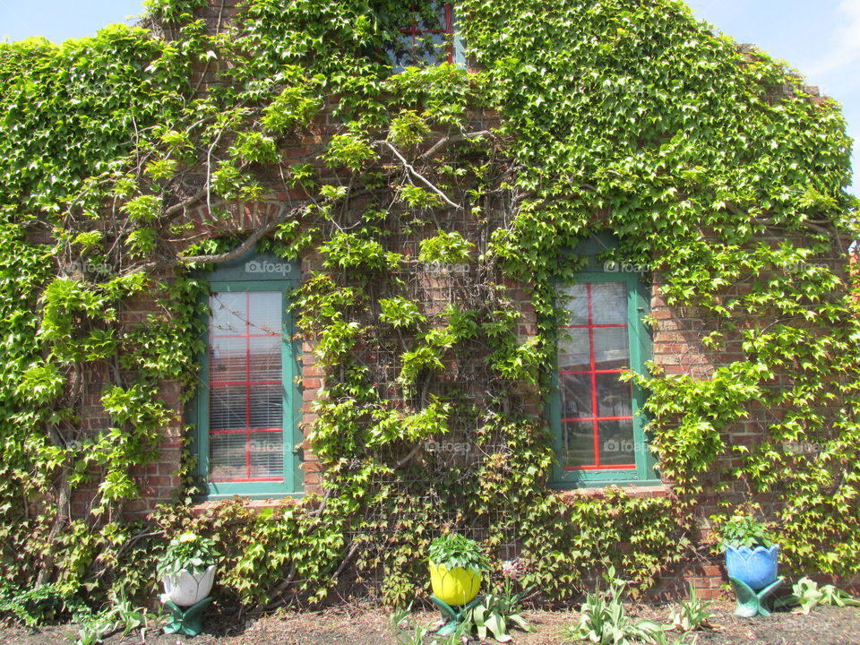 House, Ivy, Family, Garden, Architecture
