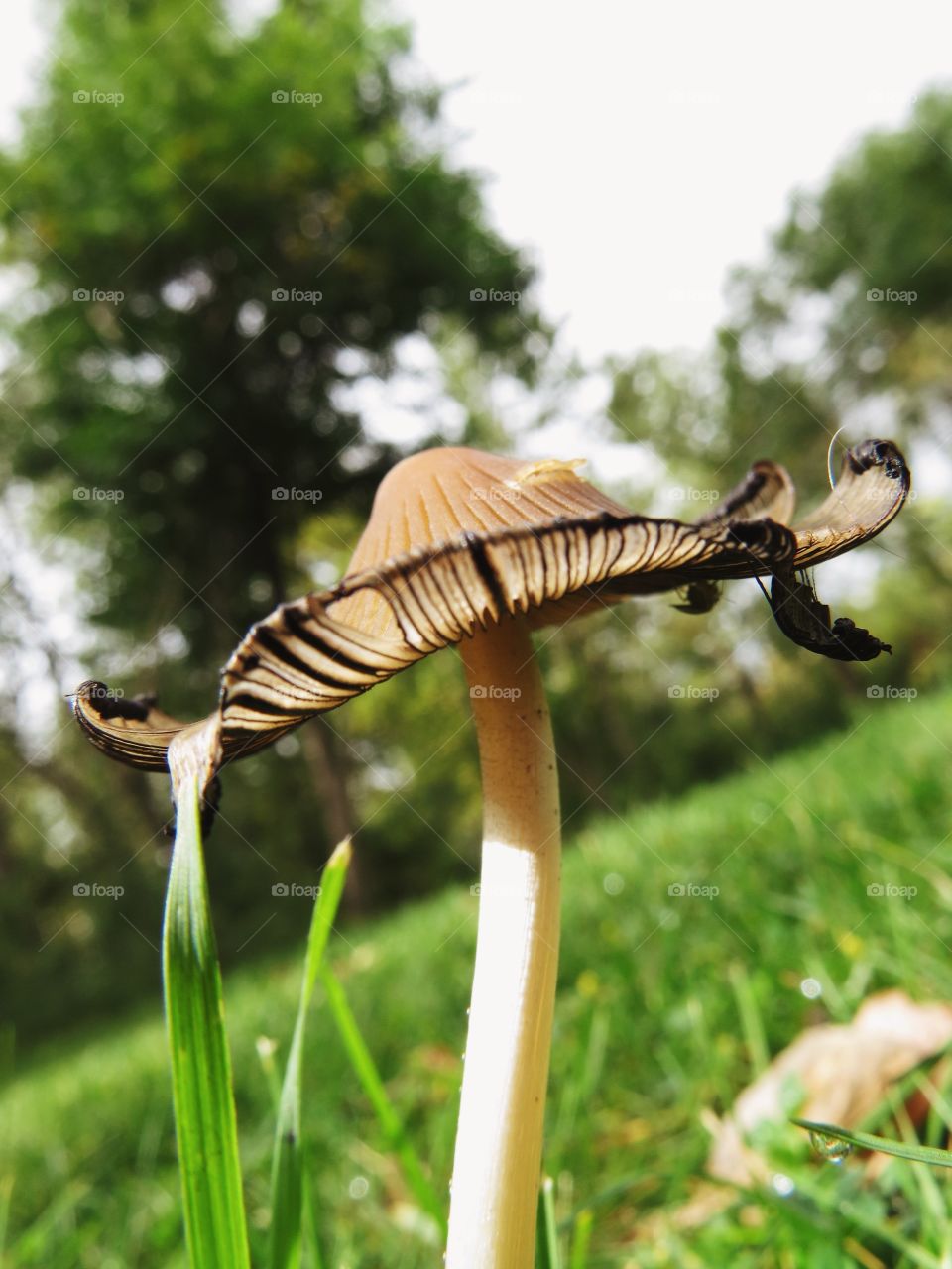 A gorgeous mushroom