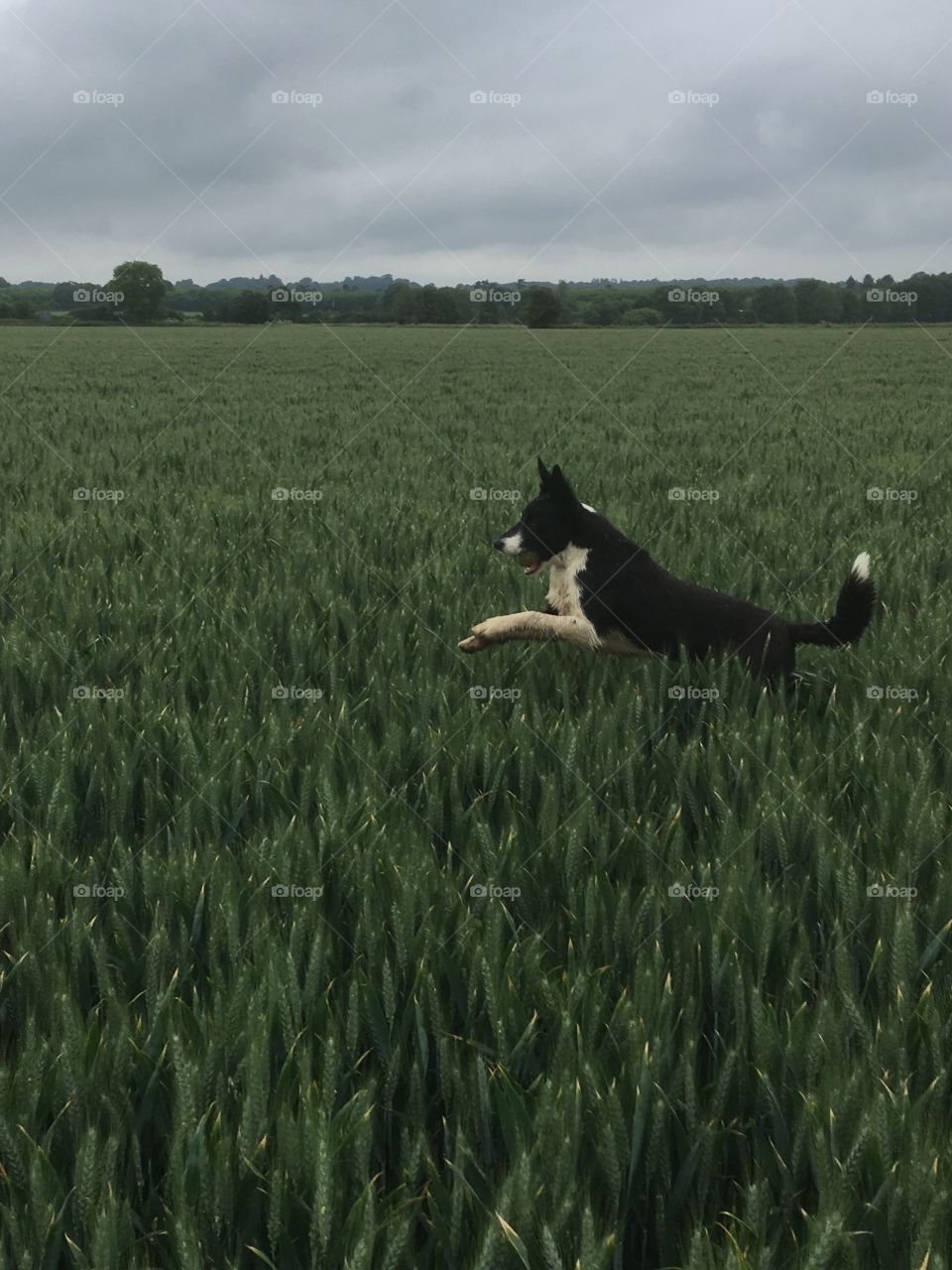 Young collie leaping through a lovely field of wheat, on a drizzly summer day in Kent uk