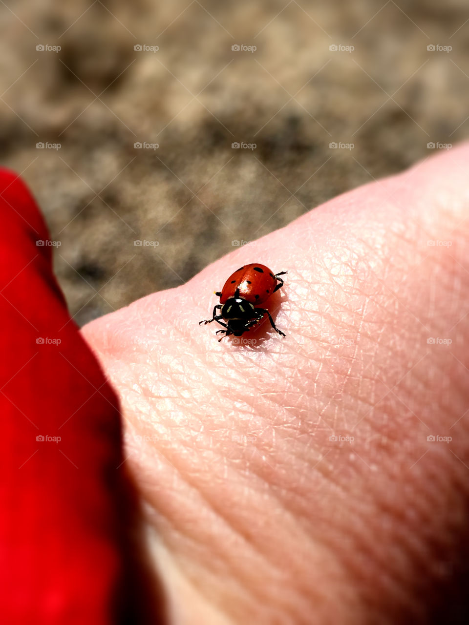 Ladybug 