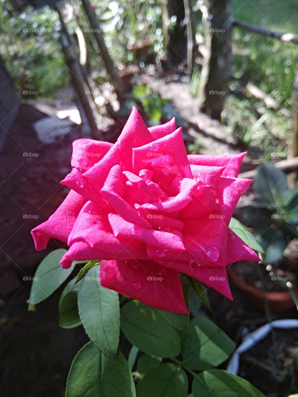 ROSE