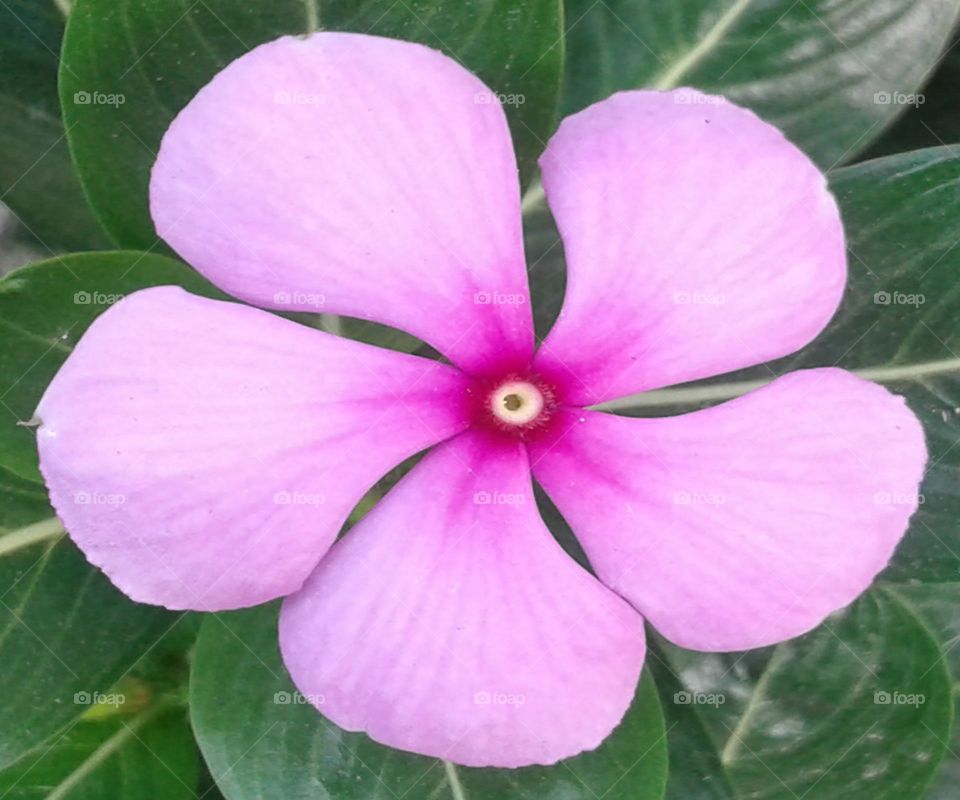 Cyanthus Rose beautiful flower on earth