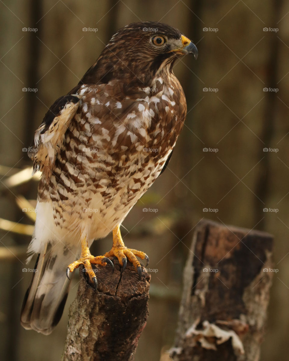 Cooper hawk perching on wooden post