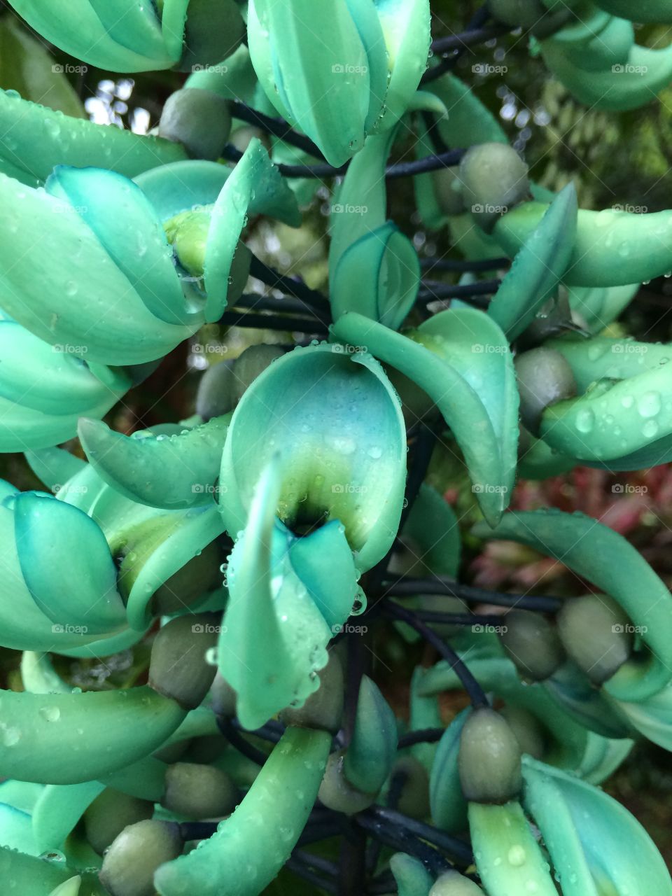 Jade vine from Tahiti Strongylodon macrobotrys 