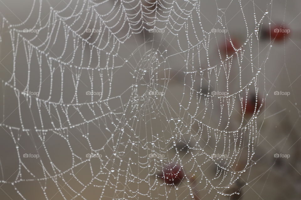 Raindrops fallen on spiderweb in autumn