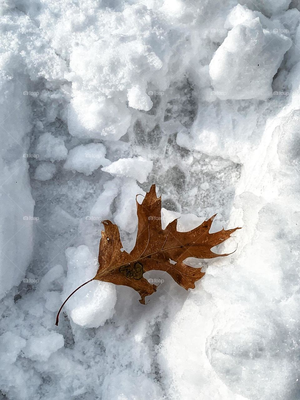 Alone leaf in the winter.