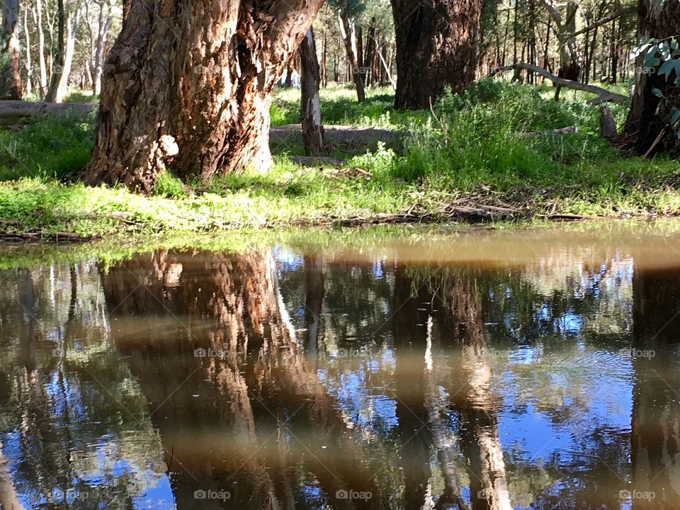 Australia's Flinders Ranges area, after a rare wet spring, reflections in a stream 