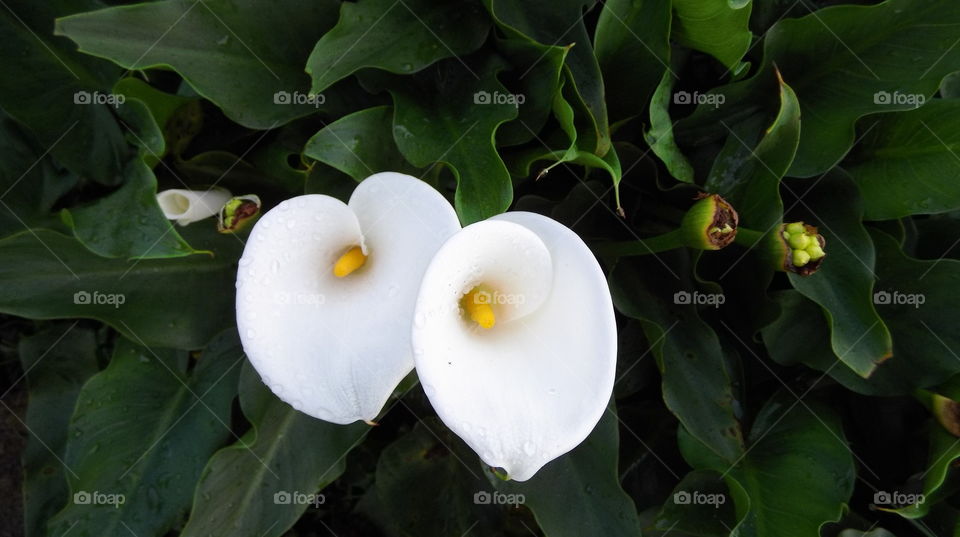 2 flores, amor , dual , dois , casal, amigos, natureza, branco, folhas,