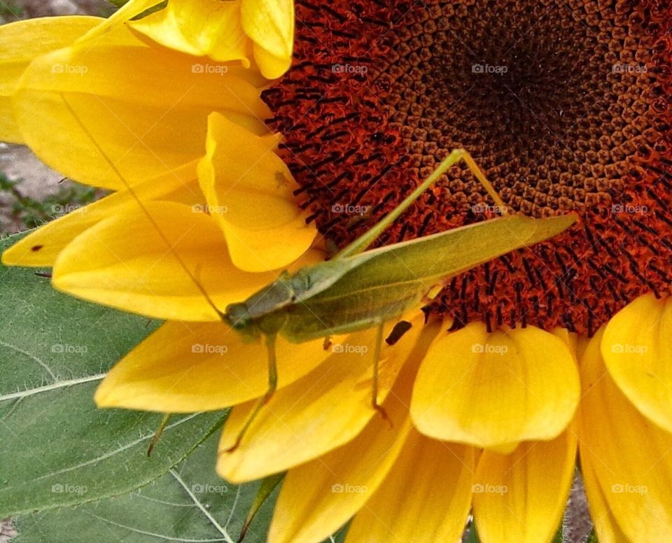 Grasshopper on sunflower 