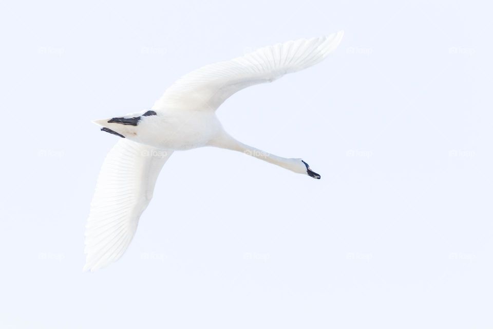 White beautiful swan with widespread wings in flight 