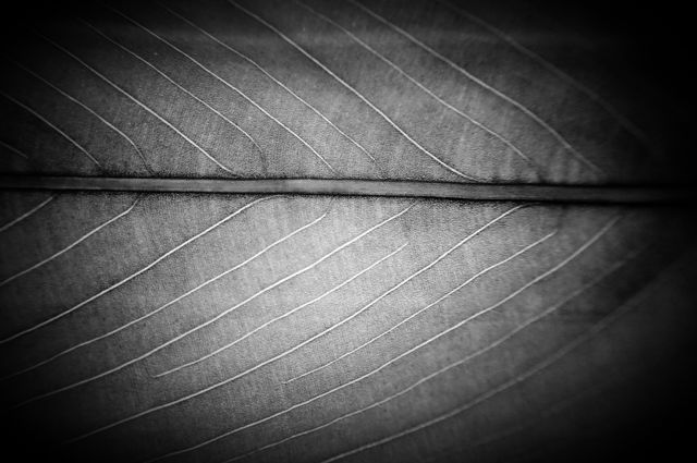 Leaf closeup  in bw