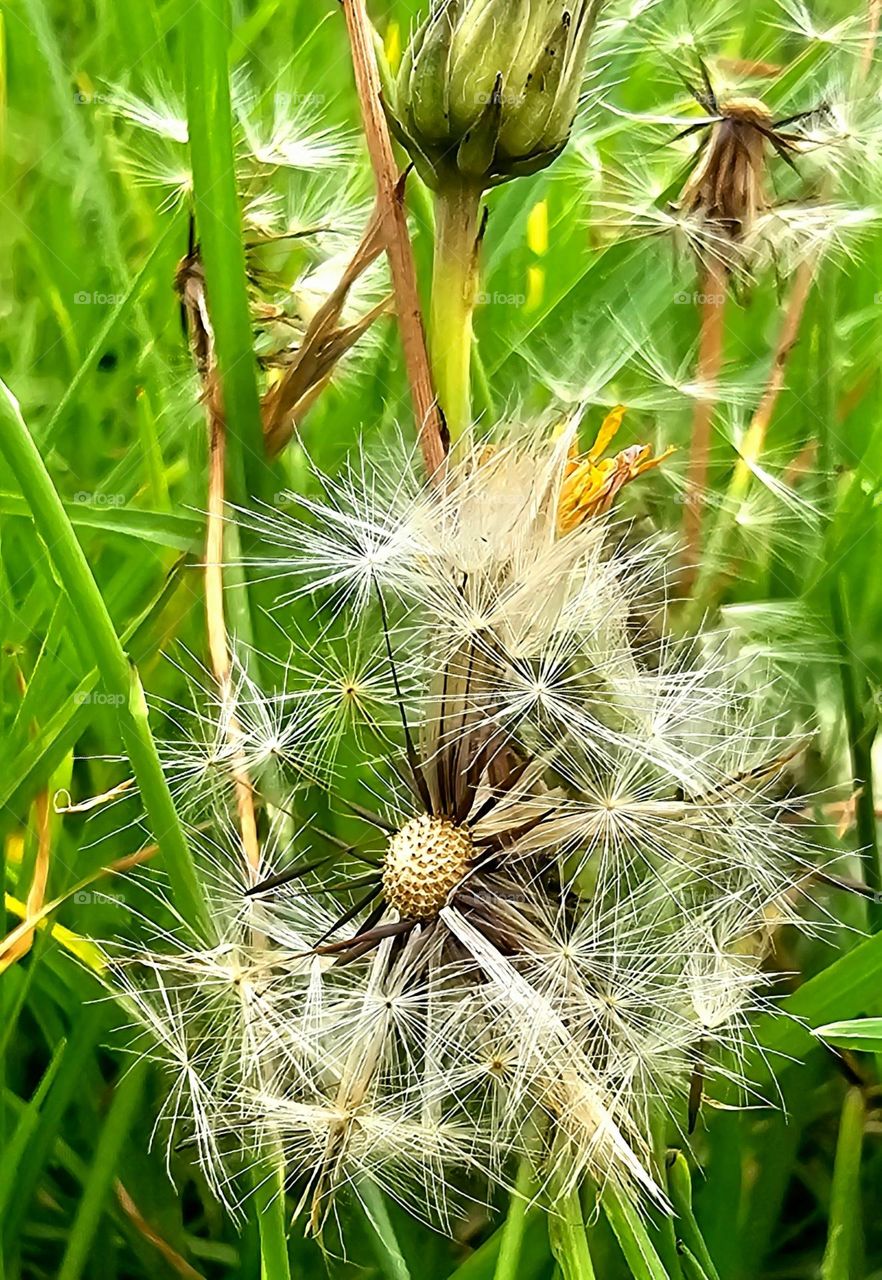 Macro of a Dandelion with many seedlings blown away, showing its center, against the green grass.