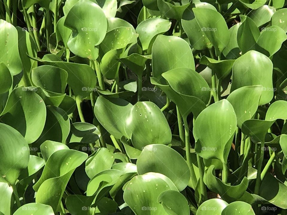 Sea oats in the bright sunshine 