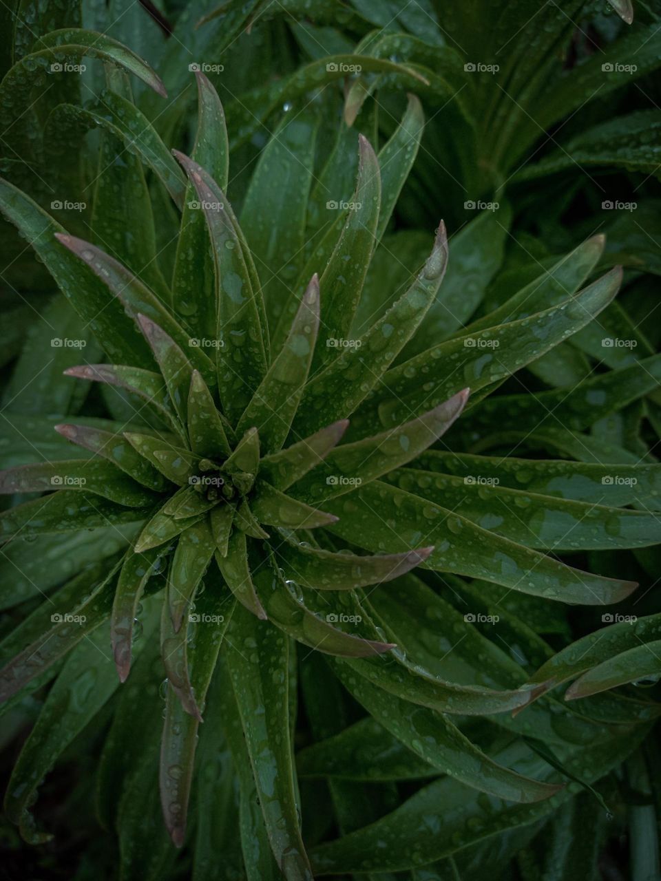 Echium pininana after the rain