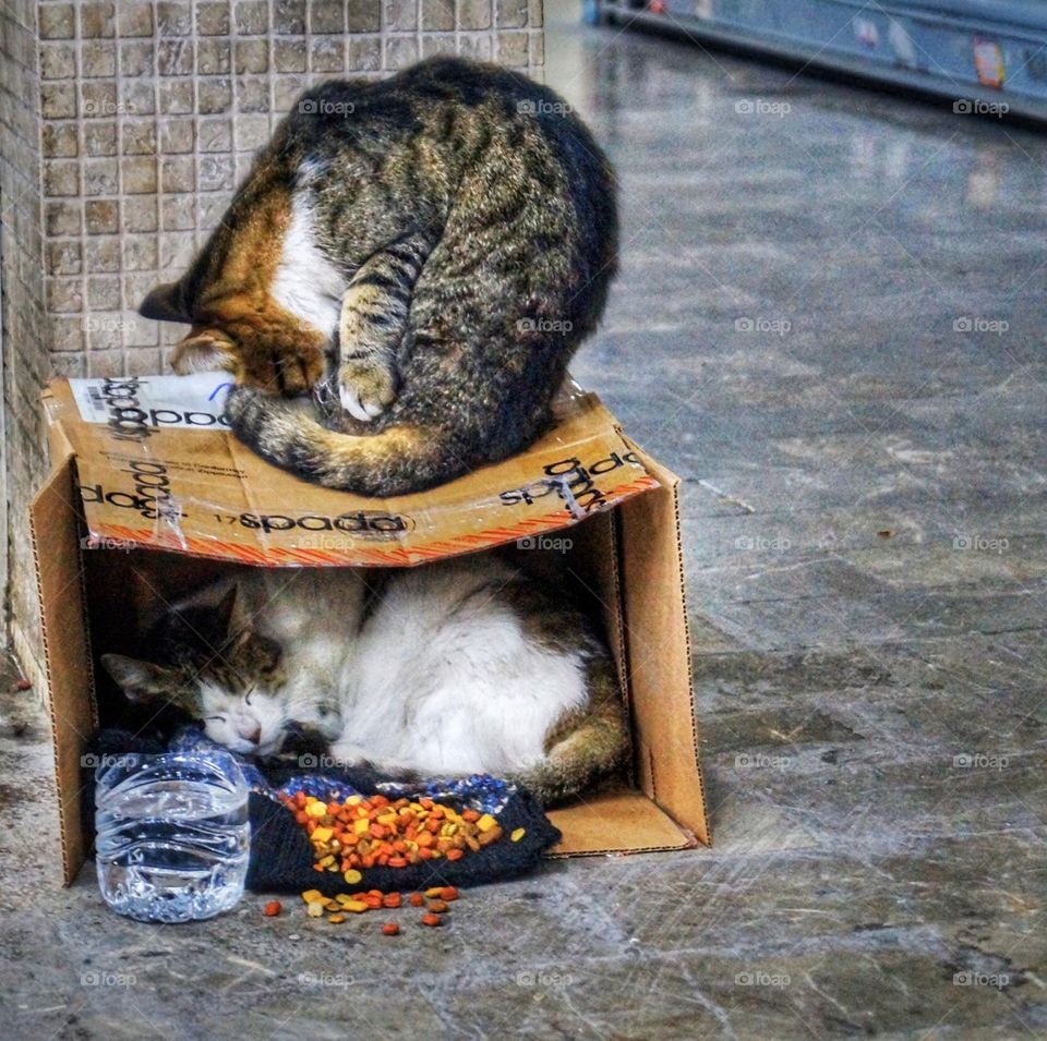 Street cats of Istanbul 