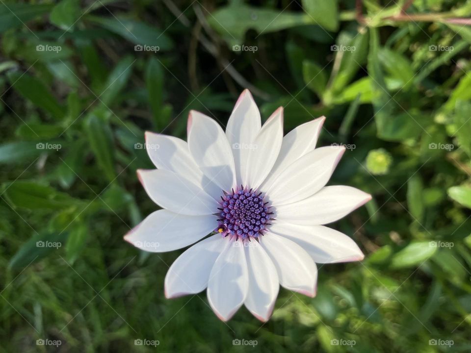 Pretty Spring Flower 🌸