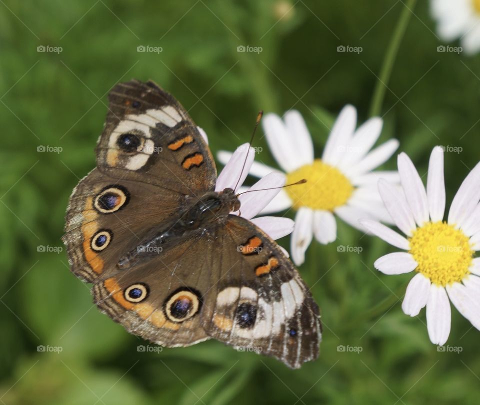 Macro butterfly 